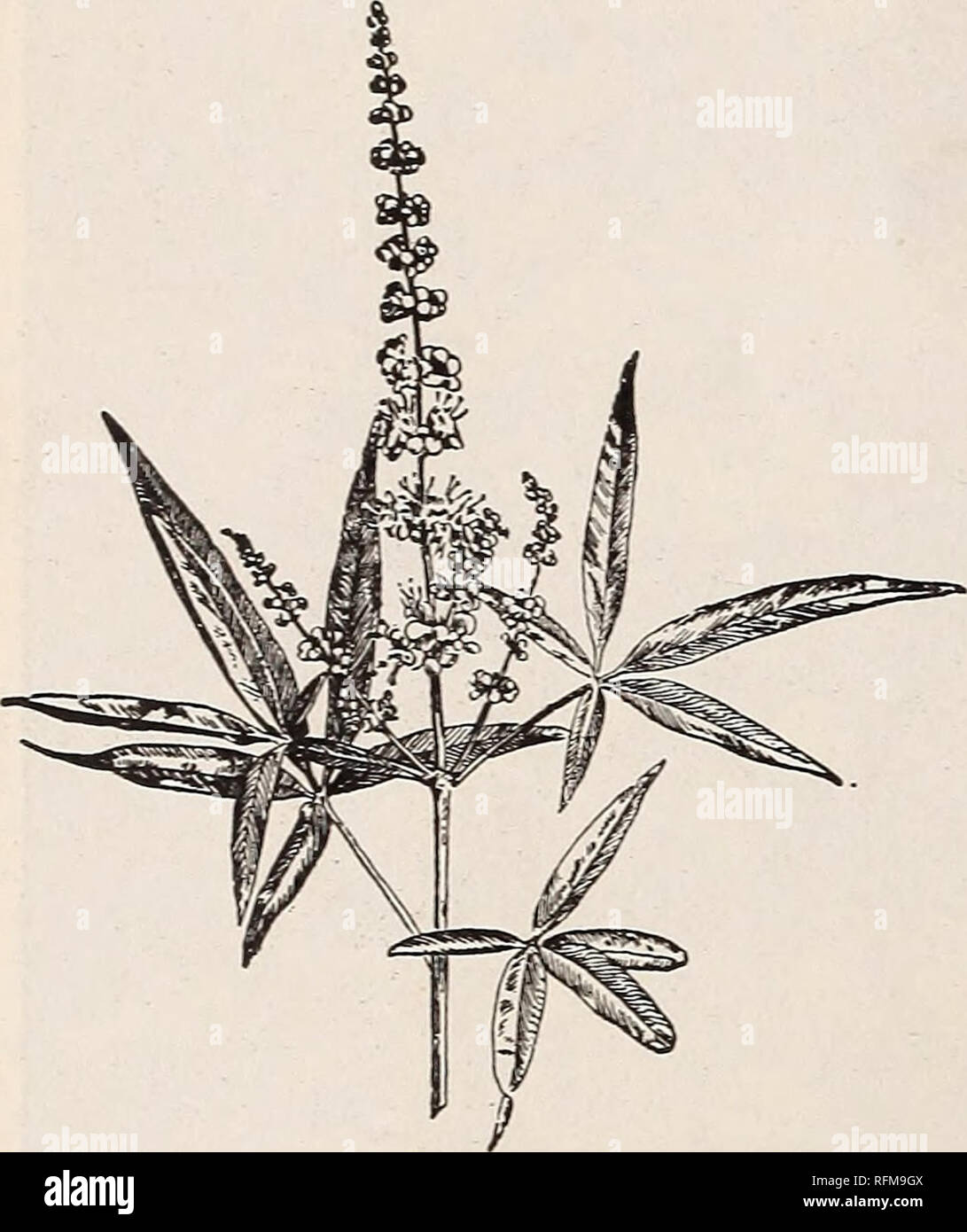 . Descriptive catalogue of ornamental trees, shrubs, vines, evergreens, hardy plants and fruits. Nurseries (Horticulture), Pennsylvania, Catalogs; Trees, Seedlings, Catalogs; Ornamental shrubs, Catalogs; Flowers, Catalogs; Plants, Ornamental, Catalogs; Fruit, Catalogs. VITBX. Chaste Shrub. ViteX agnUS-CaStUS. (3t04ft.) This is a v^!uable shrub because of its flowering in August and September when but few shrubs are in bloom. The flowers are in loose panicles, lilac in color. 18 to 24 in. Trans $ 35 each $2 00 per 10 3 ft. &quot; very bushy 50 '' &quot; var. alba. (3 to 4 ft-) white flowers. 2  Stock Photo