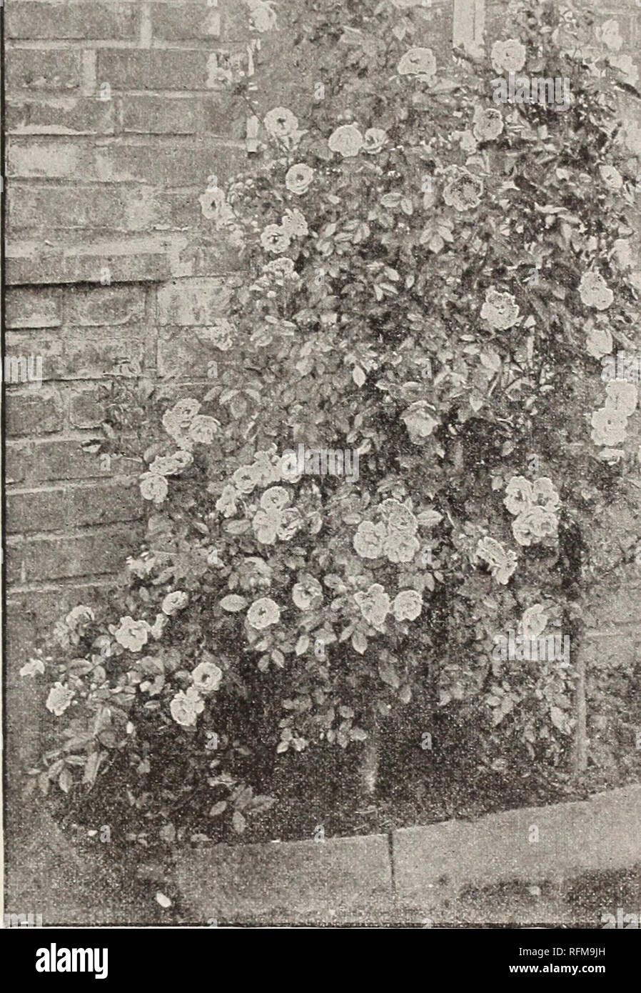 . Descriptive catalogue of ornamental trees, shrubs, vines, evergreens, hardy plants and fruits. Nurseries (Horticulture), Pennsylvania, Catalogs; Trees, Seedlings, Catalogs; Ornamental shrubs, Catalogs; Flowers, Catalogs; Plants, Ornamental, Catalogs; Fruit, Catalogs. YELLOW RAMBLER ROSE. (Aglaia.) The new rose, Yellow Rambler, ( Aglaxa.,) is one to which considerable interest attaches, as a yellow flowered climbing rose is what has been long desired in this country. It comes, to us so well recommended from the Old World, that no doubt exists as to its great merit. It is a climbing rose, bear Stock Photo