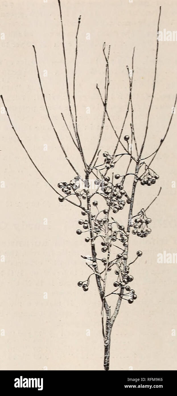 Descriptive Catalogue Of Ornamental Trees Shrubs Vines Evergreens Hardy Plants And Fruits Nurseries Horticulture Pennsylvania Catalogs Trees Seedlings Catalogs Ornamental Shrubs Catalogs Flowers Catalogs Plants Ornamental Catalogs