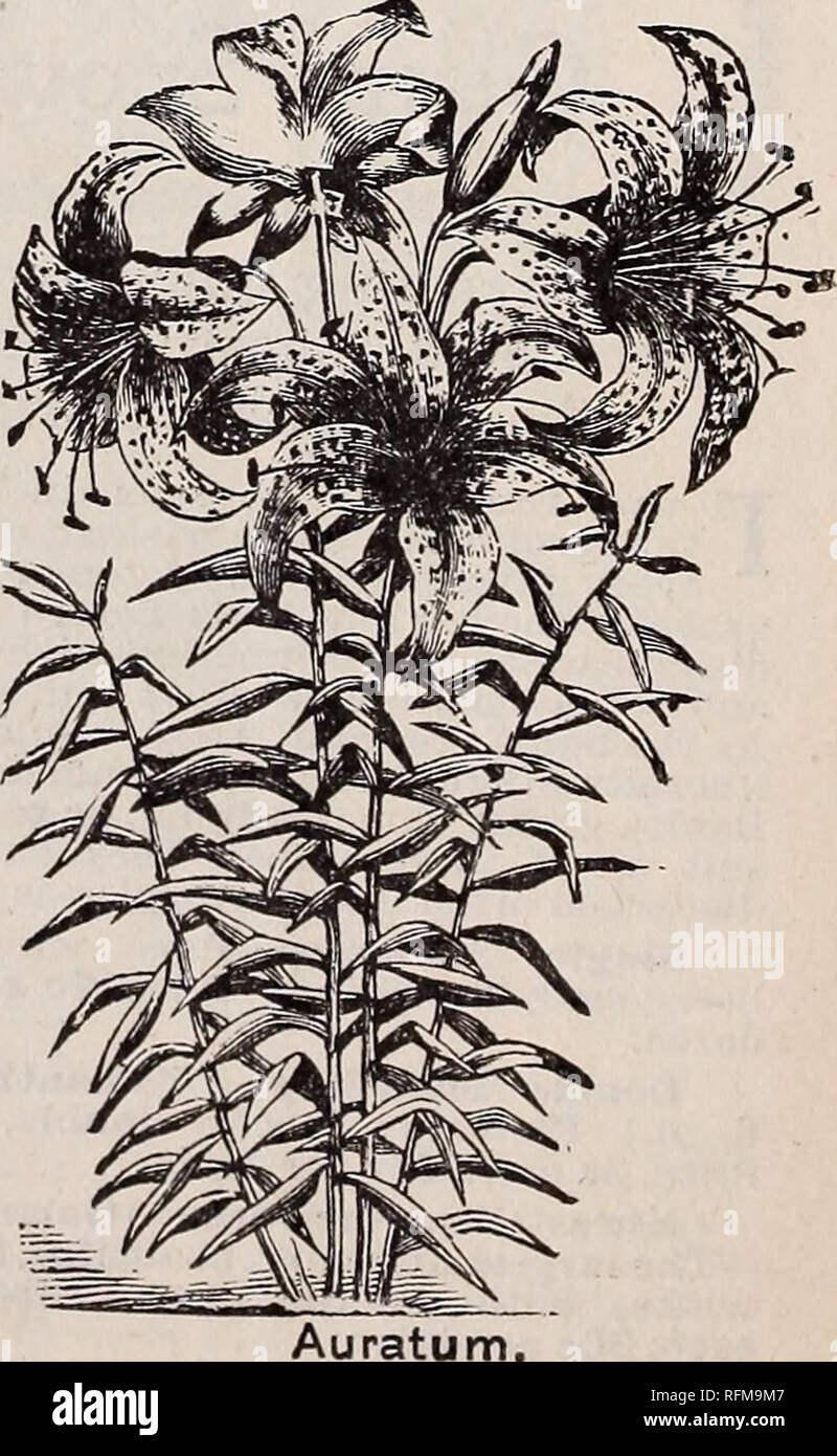 Illustrated Catalogue Of Bulbs Roses And Plants For Winter And