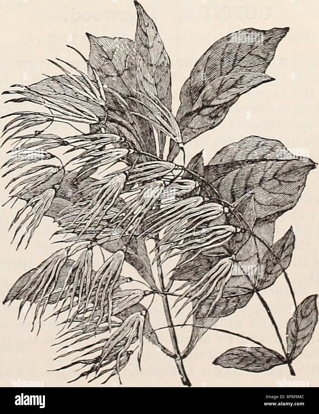 . Descriptive catalogue of ornamental trees, shrubs, vines, evergreens, hardy plants and fruits. Nurseries (Horticulture), Pennsylvania, Catalogs; Trees, Seedlings, Catalogs; Ornamental shrubs, Catalogs; Flowers, Catalogs; Plants, Ornamental, Catalogs; Fruit, Catalogs. CBPHALANTHUS. Cephalanthus occidentaiis. (4 to 5 ft.) a good sized native shrub, bearing globular Leads of white flowers about the middle of July, which are similar in appearance to those of a Buttonball tree. It is largely used for giving a natural effect to plantings. 12 to 18 in. Trans $ 25 each $1 50 per 10 $10 00 per 100 18 Stock Photo