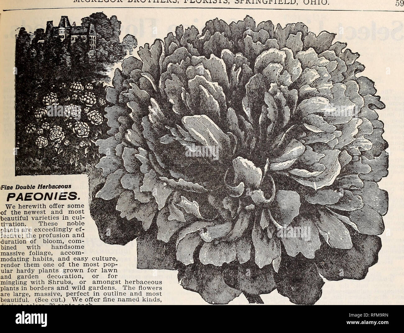 . Floral gems. Nurseries (Horticulture) Ohio Springfield Catalogs; Plants, Ornamental Catalogs; Flowers Catalogs; Bulbs (Plants) Catalogs. McGregor brothers, florists, Springfield, ohio. Pine Double Herbaceous PAEONIES. We herewith offer some | of the newest and most beautiful varieties in cul- tivation. These noble plants are exceedingly ef- fective; the profusion and duration of bloom, com- bined with handsome massive foliage, accom- modating habits, and easy culture, render them one of the most pop- ular hardy plants grown for lawn and garden decoration, or for mingling with Shrubs, or amon Stock Photo