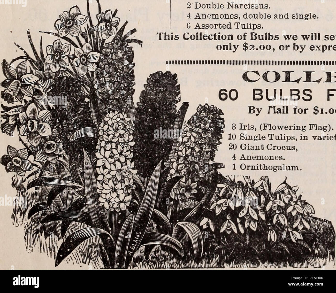. Illustrated catalogue of bulbs, roses and plants : for winter and spring blooming, and fruits for fall planting. Nursery stock Ohio Catalogs; Bulbs (Plants) Catalogs; Flowers Seeds Catalogs; Plants, Ornamental Catalogs; Fruit Catalogs. 1 Double Yellow Hyacinth. 4 Single Assorted Hyacinths. 1 Rose Roman Hyacinth. 2 Grape Hyacinths.!. 6 Assorted Parrot Tulips. 2 Cockade Hyacinths. 6 Assorted Double Tulips. 6 Assorted Bybloom Tulips. 6 Freesia. 5 Scilla. 4 Jonquils. 20 Assorted Crocus. 1 Single Yellow Hyacinth. 4 Double Assorted Hyacinths. 2 White Roman Hyacinths. 1 Paper &quot;White Narcissus. Stock Photo