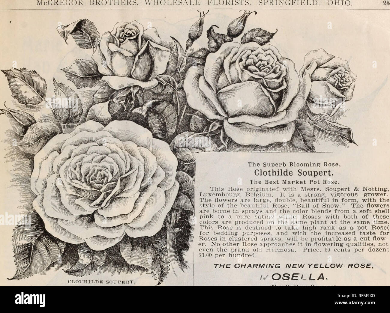 . McGregor Brothers' wholesale price list of plants for florists for spring, 1899. Nurseries (Horticulture) Ohio Springfield Catalogs; Plants, Ornamental Catalogs; Flowers Catalogs; Bulbs (Plants) Catalogs. / McGregor brothers. CLOTHILDRSOUPERT The Beautiful Pink Soupert. This bright new Rose is a very free flowering much resembling- Hermosa, but more double and more freely; it shows the Polyantha blood in cluster of bloom, and it will make a har.dsome bedded or grown with the C. Soupert. The flower quite so large, full and handsome as our original but fill a place because of their brightness  Stock Photo