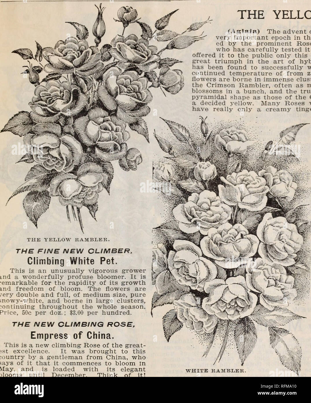 . McGregor Brothers' wholesale price list of plants for florists for spring, 1899. Nurseries (Horticulture) Ohio Springfield Catalogs; Plants, Ornamental Catalogs; Flowers Catalogs; Bulbs (Plants) Catalogs. / McGregor brothers, wholesale florists, Springfield, ohio. 23. THE YELLOW RAMBLER. (Aglaia) The advent of the Yellow Rambler marks a very important epoch in the Rose world. It was originat- ed by the prominent Rose grower, Mr. Peter Lambert, who has carefully tested it for some eight years, and first offered it to the public only this last season. Its production is a great triumph in the a Stock Photo