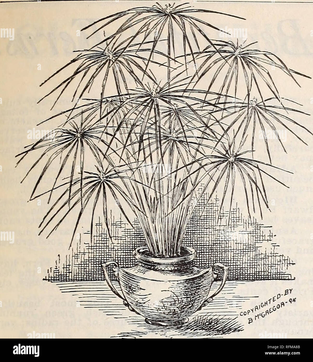 . Floral gems. Nurseries (Horticulture) Ohio Springfield Catalogs; Plants, Ornamental Catalogs; Flowers Catalogs; Bulbs (Plants) Catalogs. McGregor brothers, florists, Springfield, ohio.. 49 UMBRELLA PLANT (Cyperus Alternifolius.) Umbrella ^Plant. (cyperus alternifolius-) An ornamental grass, throwing- up stems about two feet high, surmounted at the top with a whorl of leaves, diverging horizontally, giving it a very curious appear- ance. Splendid for the center of vases or as a water plant. Price, 10 cents each; large, handsome plants, 20 cents each. «* Eranthemum PulcheUum * This plant produ Stock Photo
