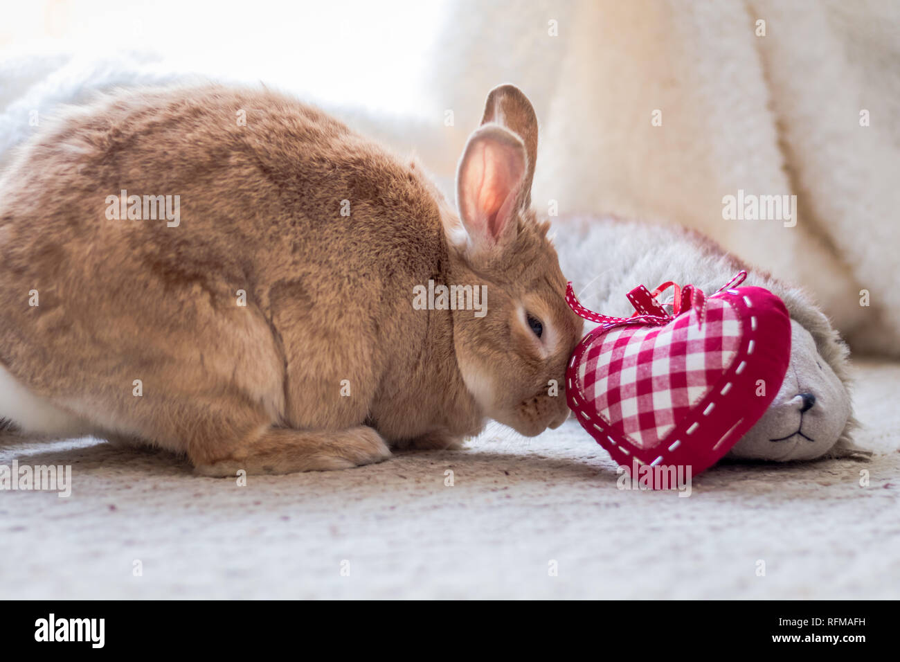 Rufus rabbit nudges heart in vintage setting, soft natural tones Stock