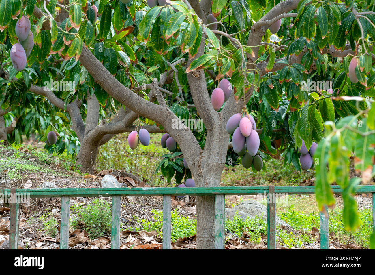Tropical mango tree with big ripe mango fruits growing in orchard on ...