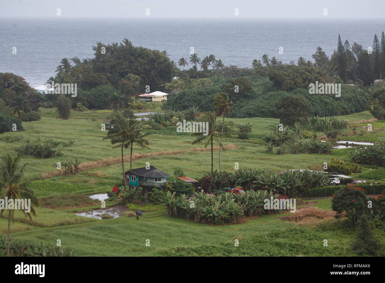 Hana and Taro Plantation Fields in Maui County, Hawaii Stock Photo