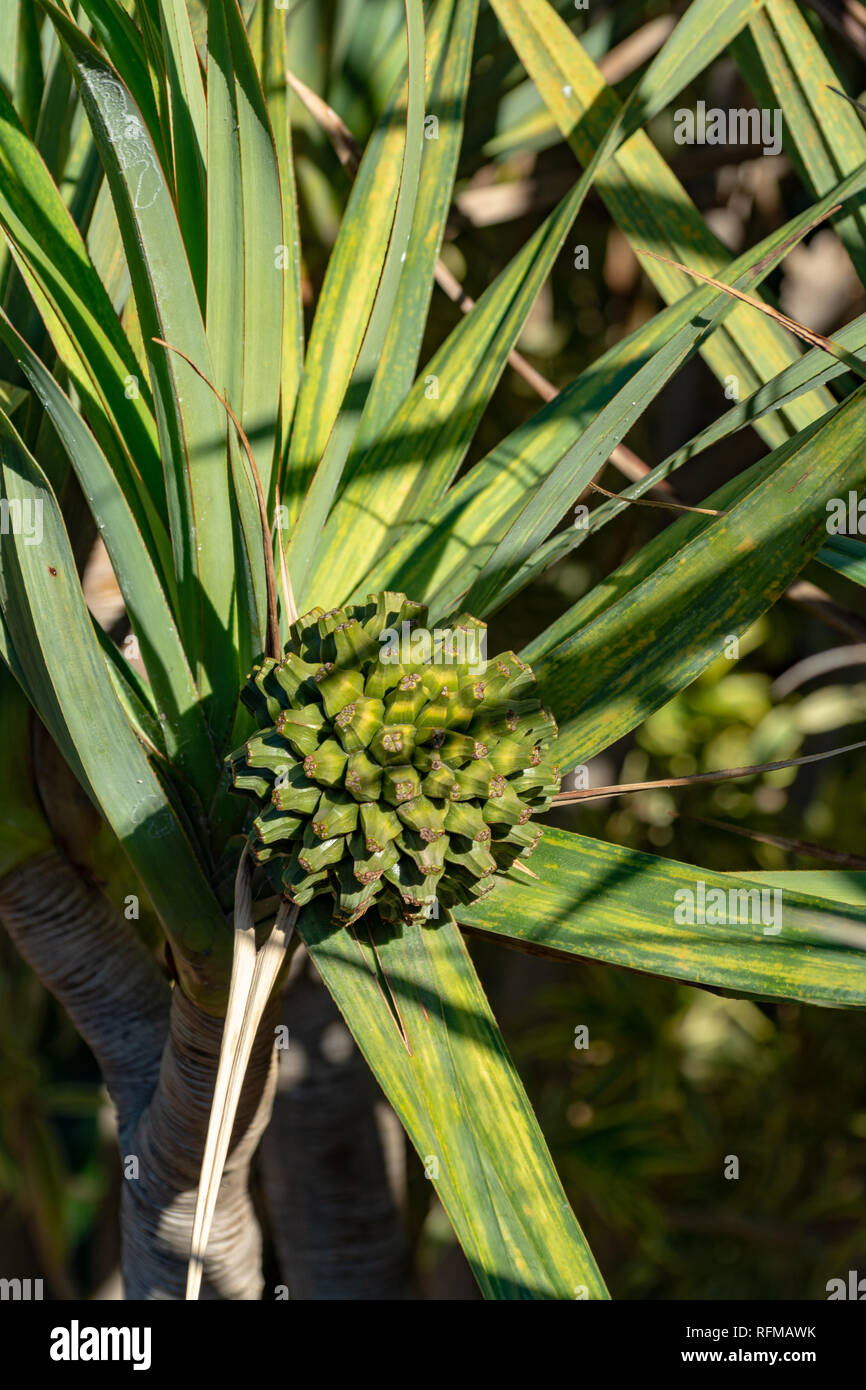 Pandanus utilis or screwpine plant with fruits growing in garde, origin