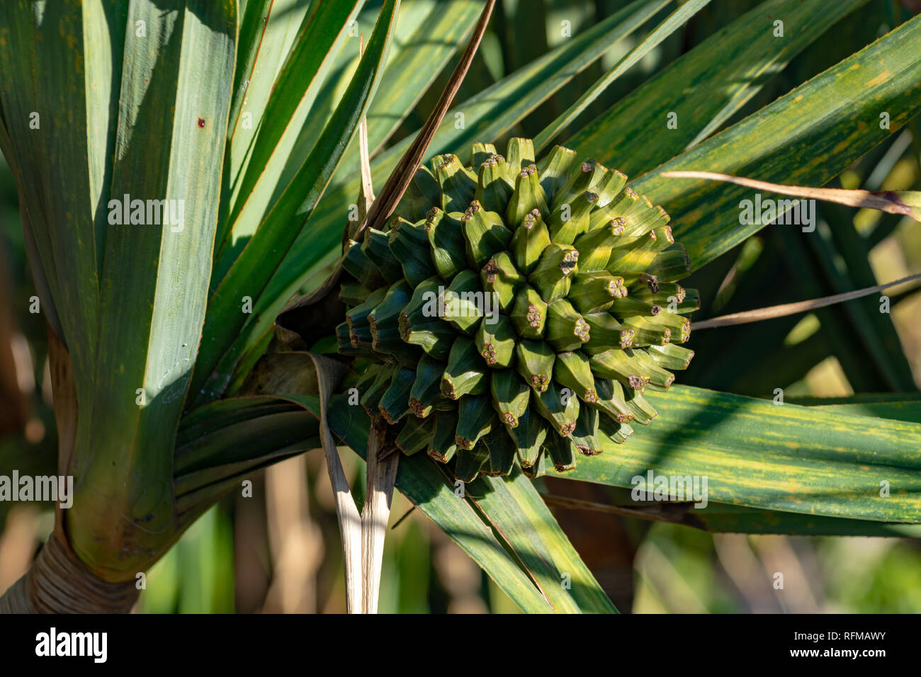 Pandanus utilis or screwpine plant with fruits growing in garde, origin Madagascar close up Stock Photo