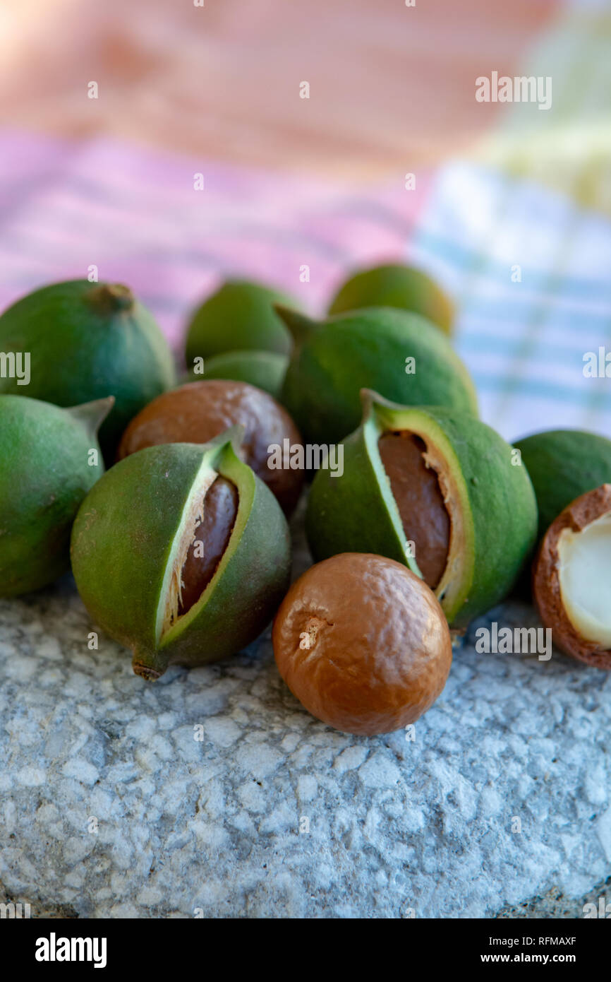 New harvest of ripe fresh Australian macadamia nuts in shell with