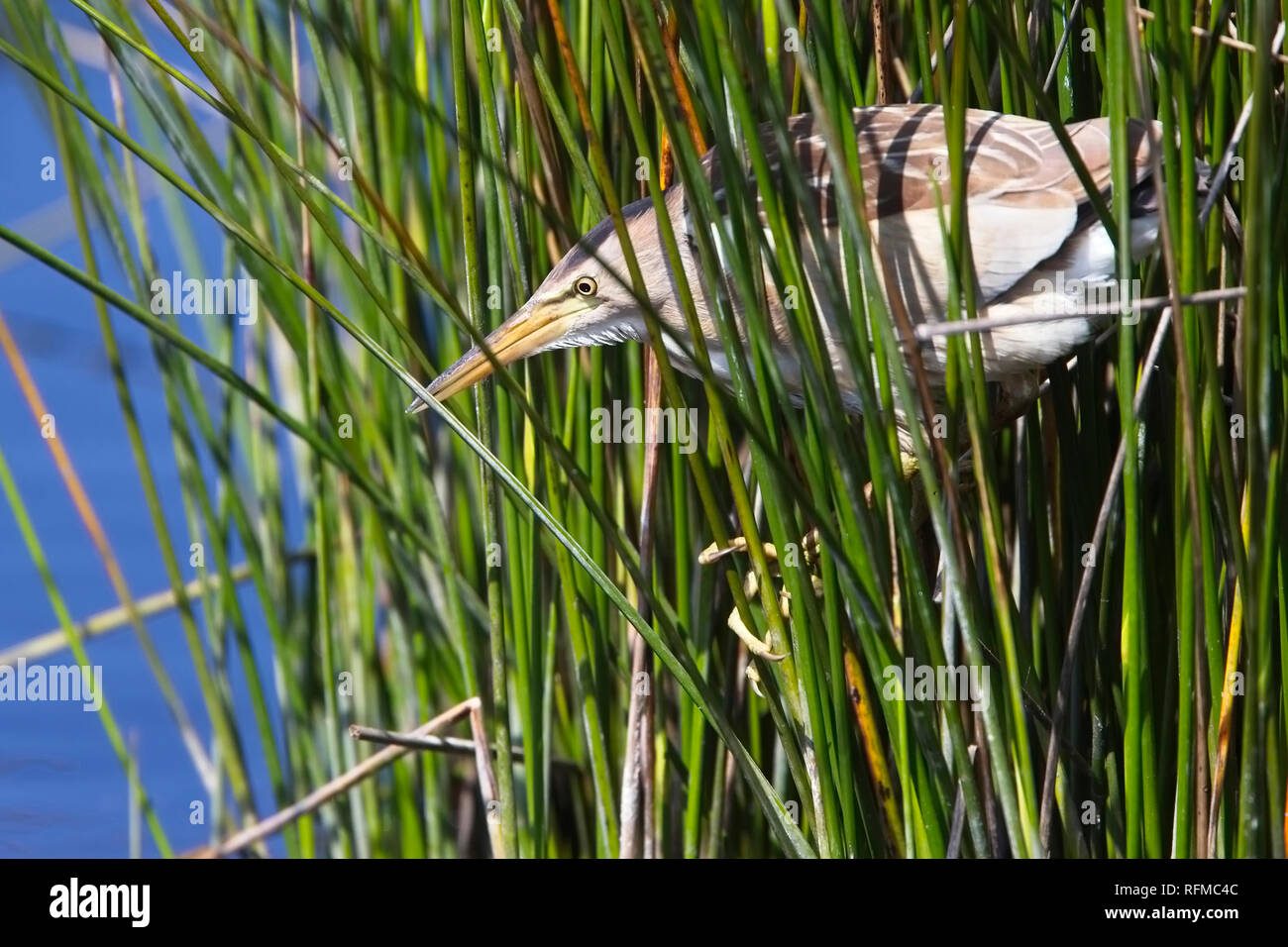 Little Bittern (Ixobrychus minutus) Spring, adult, female, perched in the reeds, Lower Moors, St Mary's, Isles of Scilly, England, UK. Stock Photo
