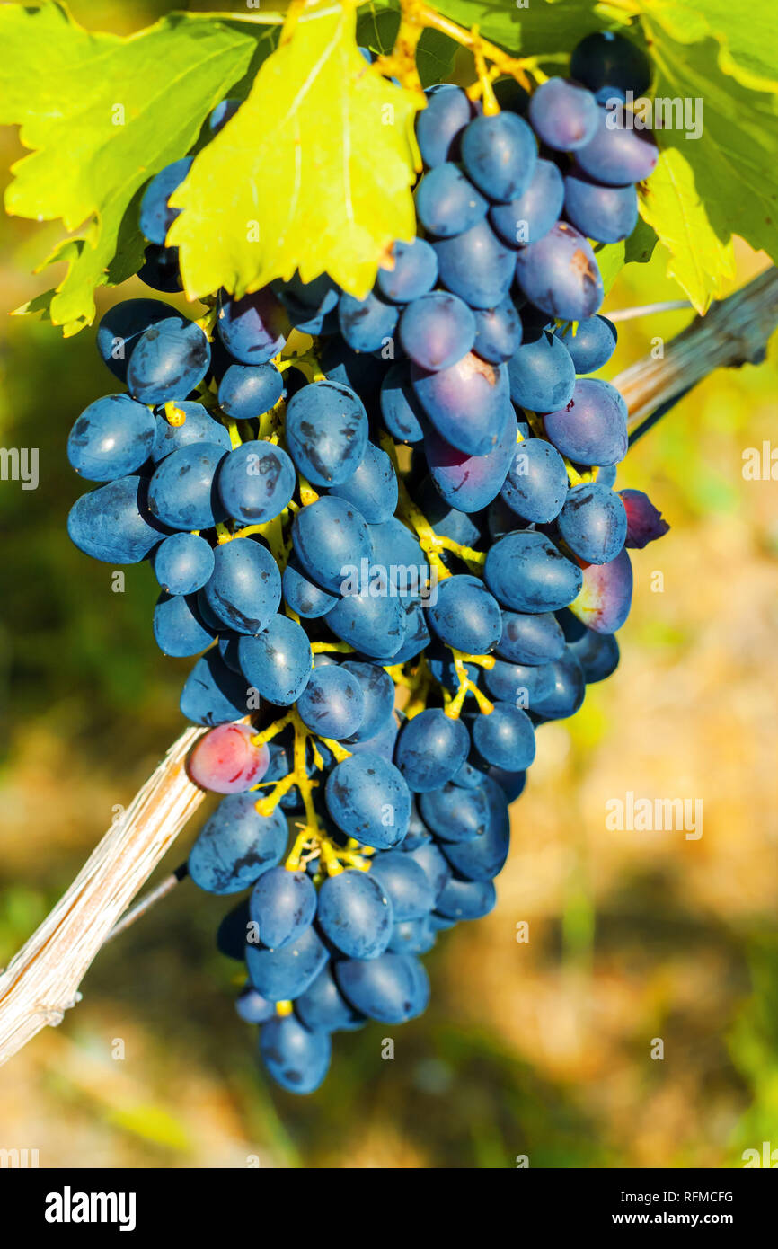 Bunch of grapes on vine espalier Stock Photo Alamy