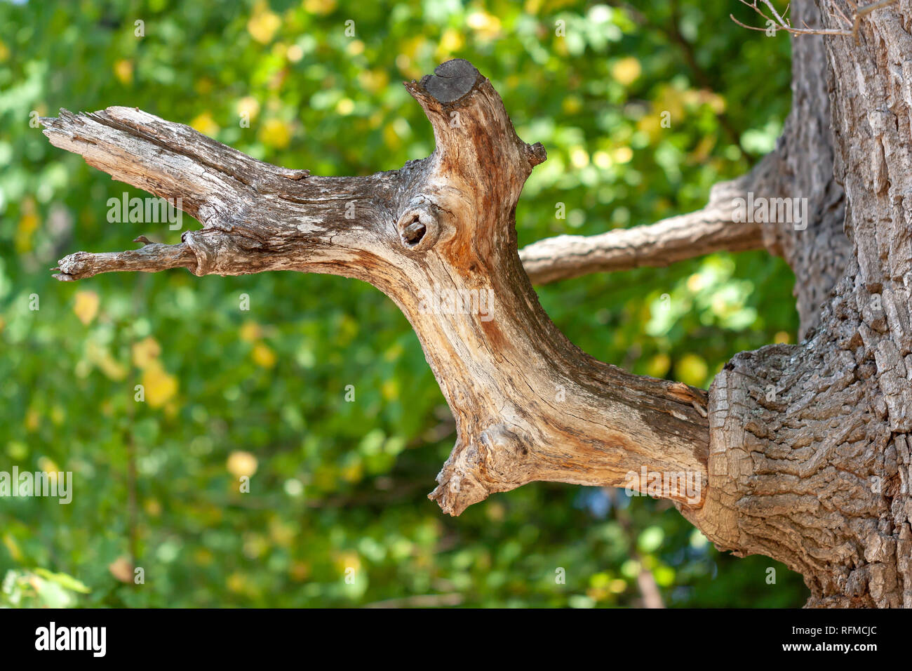 Bough Def Oak bough hi-res stock photography and images - Alamy