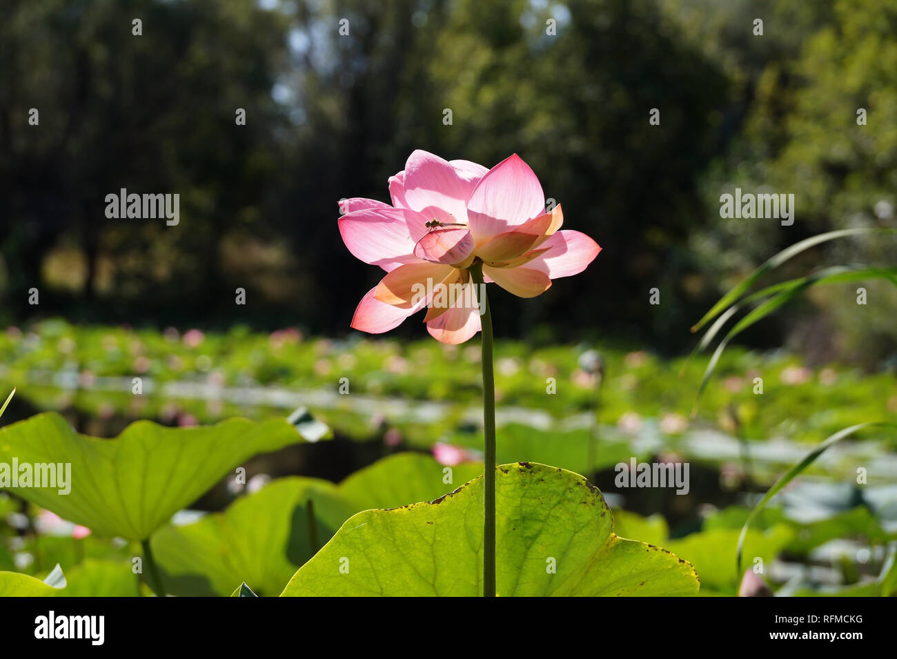 Lotus stalk hires stock photography and images Alamy