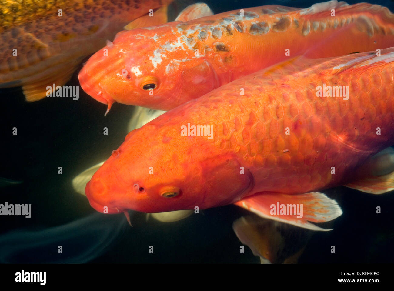 Fish water koi above hires stock photography and images Alamy