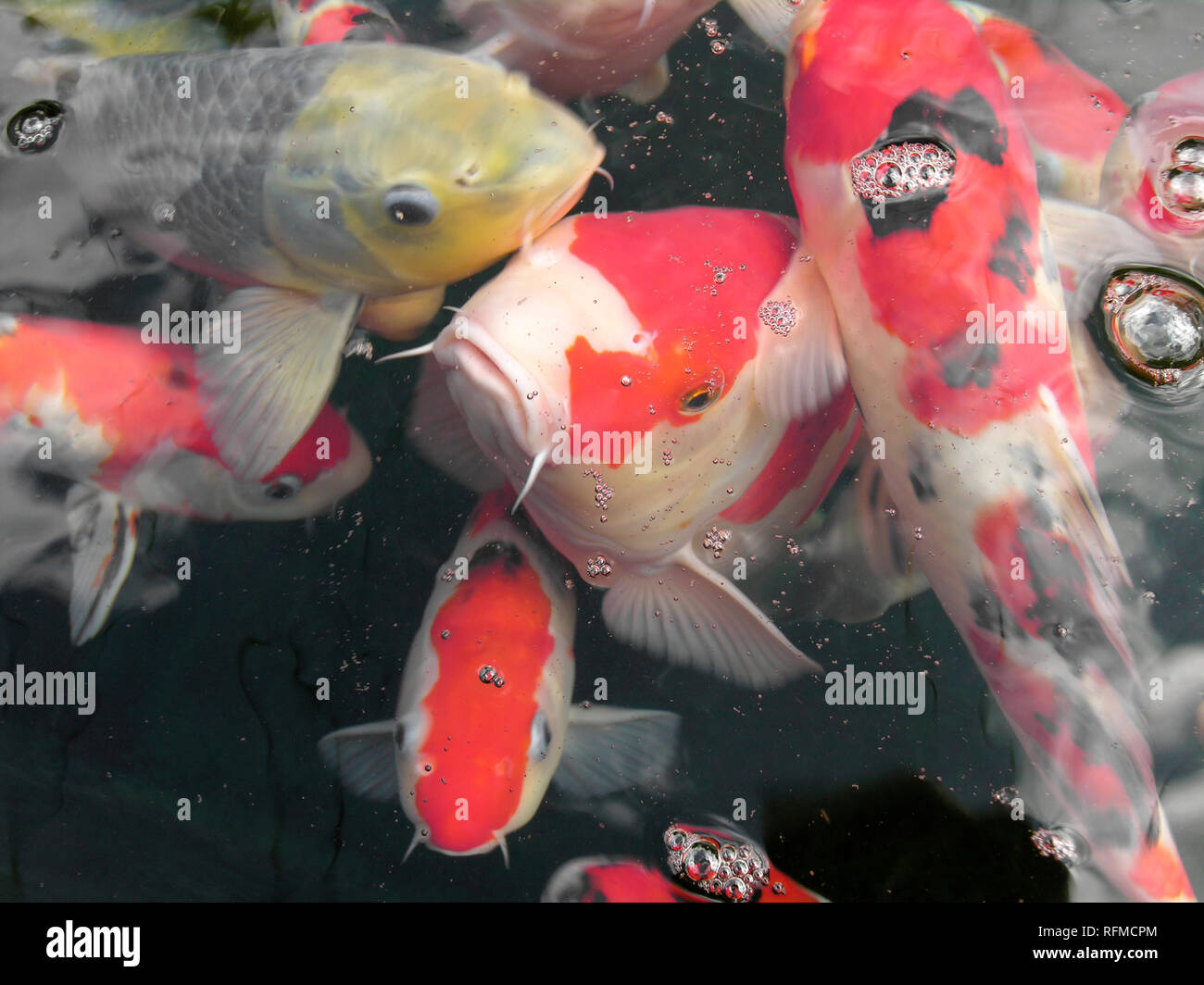 Japanese Koi Carp Stock Photo - Alamy