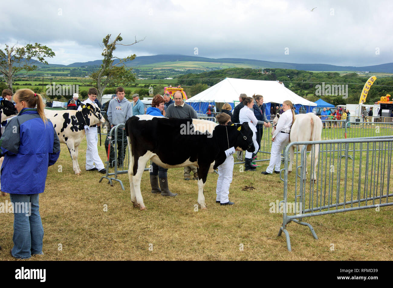 Cattle Classes at the Southern Agricultural Show Stock Photo Alamy
