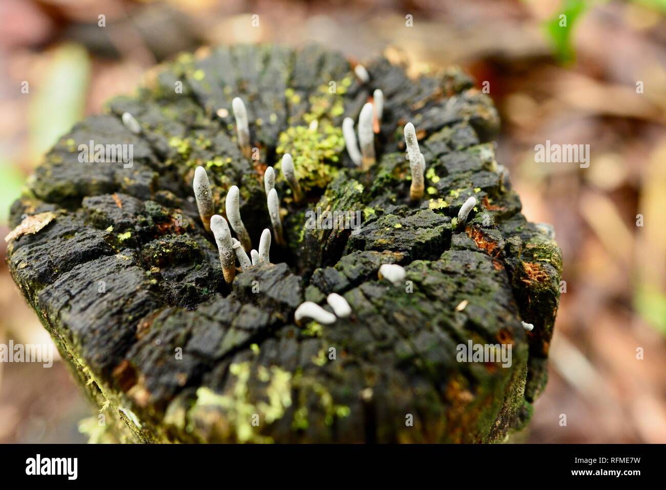 Fungi growing on top of a tree stump, Granite bend track to broken ...