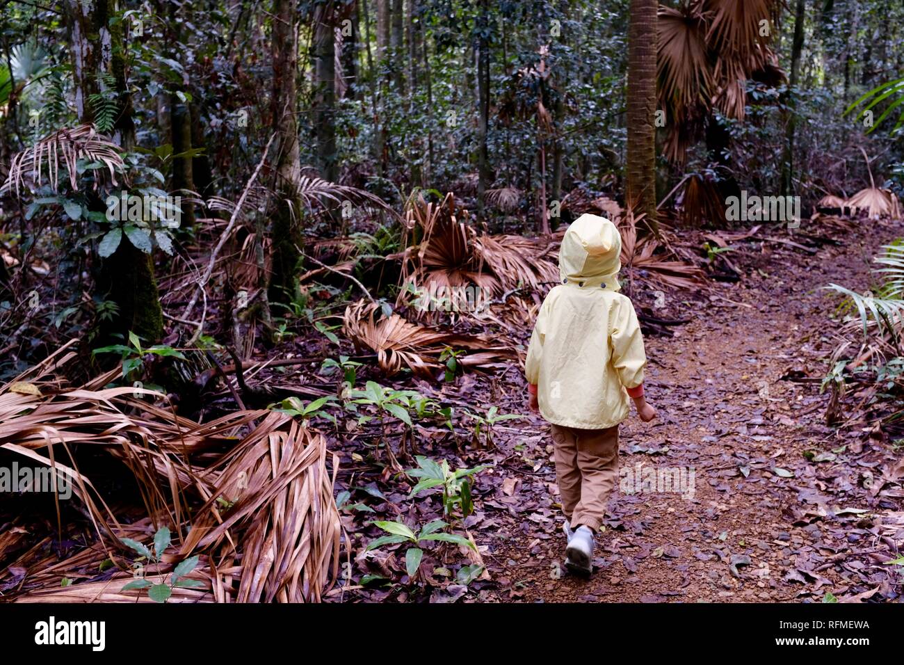 A young child walks along a path in a tropical rainforest, Granite bend track to broken river, Eungella National Park, Queensland, Australia Stock Photo