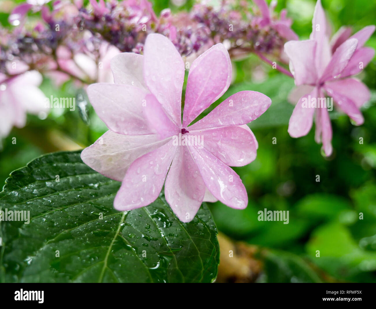 Closeup traditional japanese rain hi-res stock photography and images ...