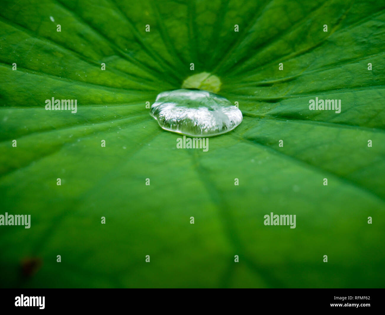 Water drop on lotus leaf hi-res stock photography and images - Alamy