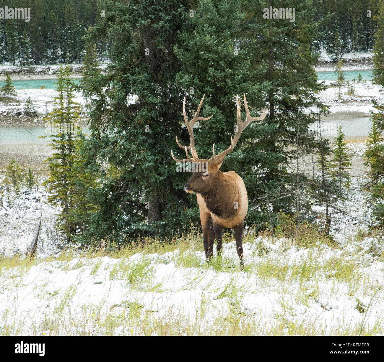 Male Elk standing in the first snows of Autumn, Jasper National Park Stock Photo