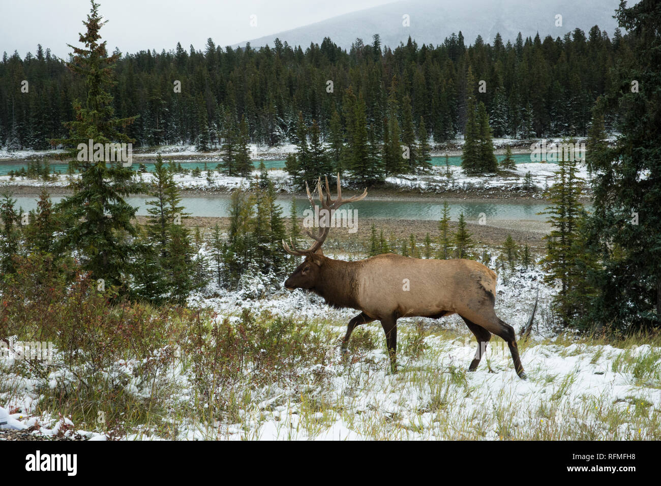 A Bull elk walking across the valley in Jasper National Park Stock Photo