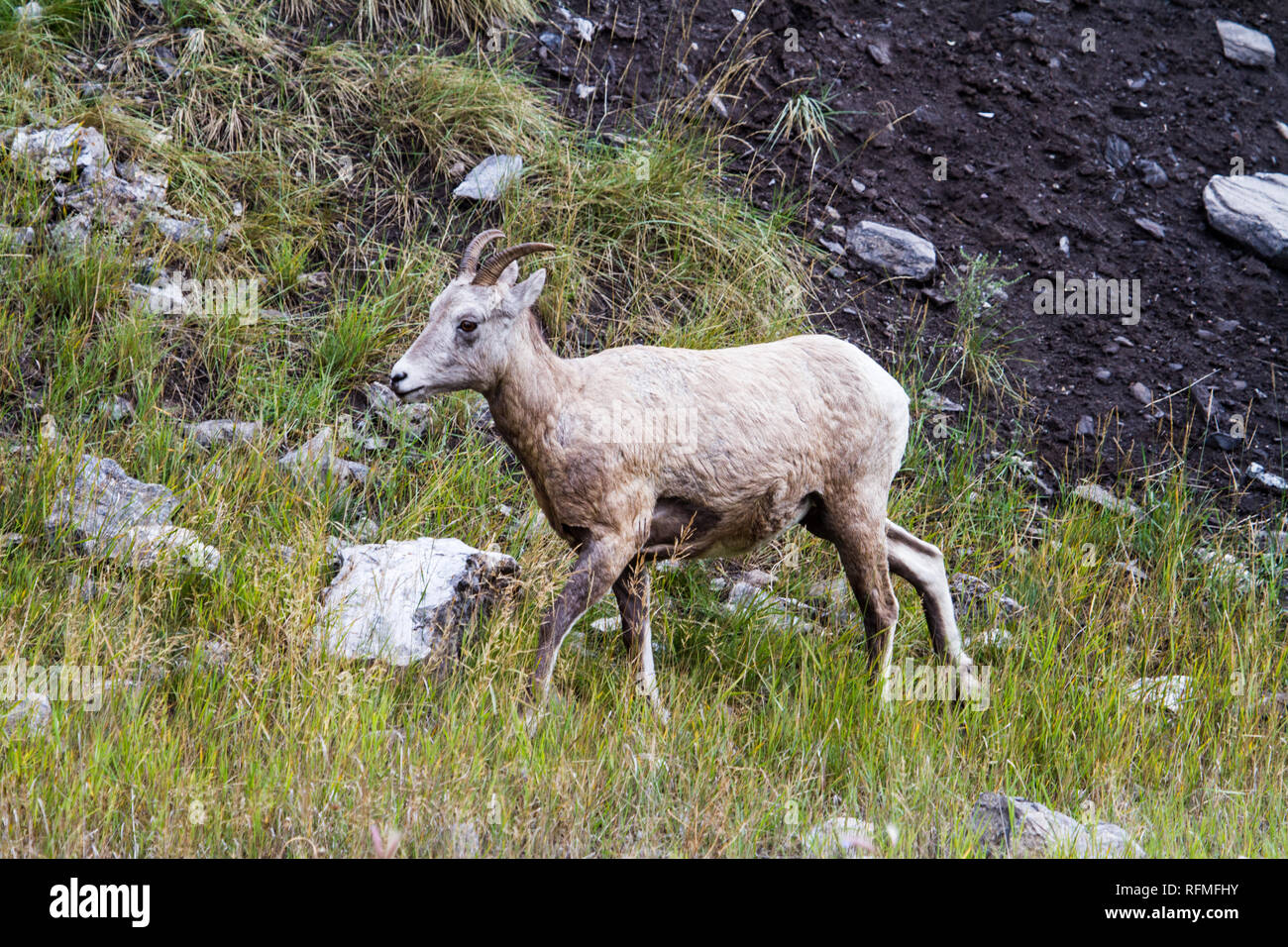 Imature Rocky Mountain sheep Stock Photo - Alamy