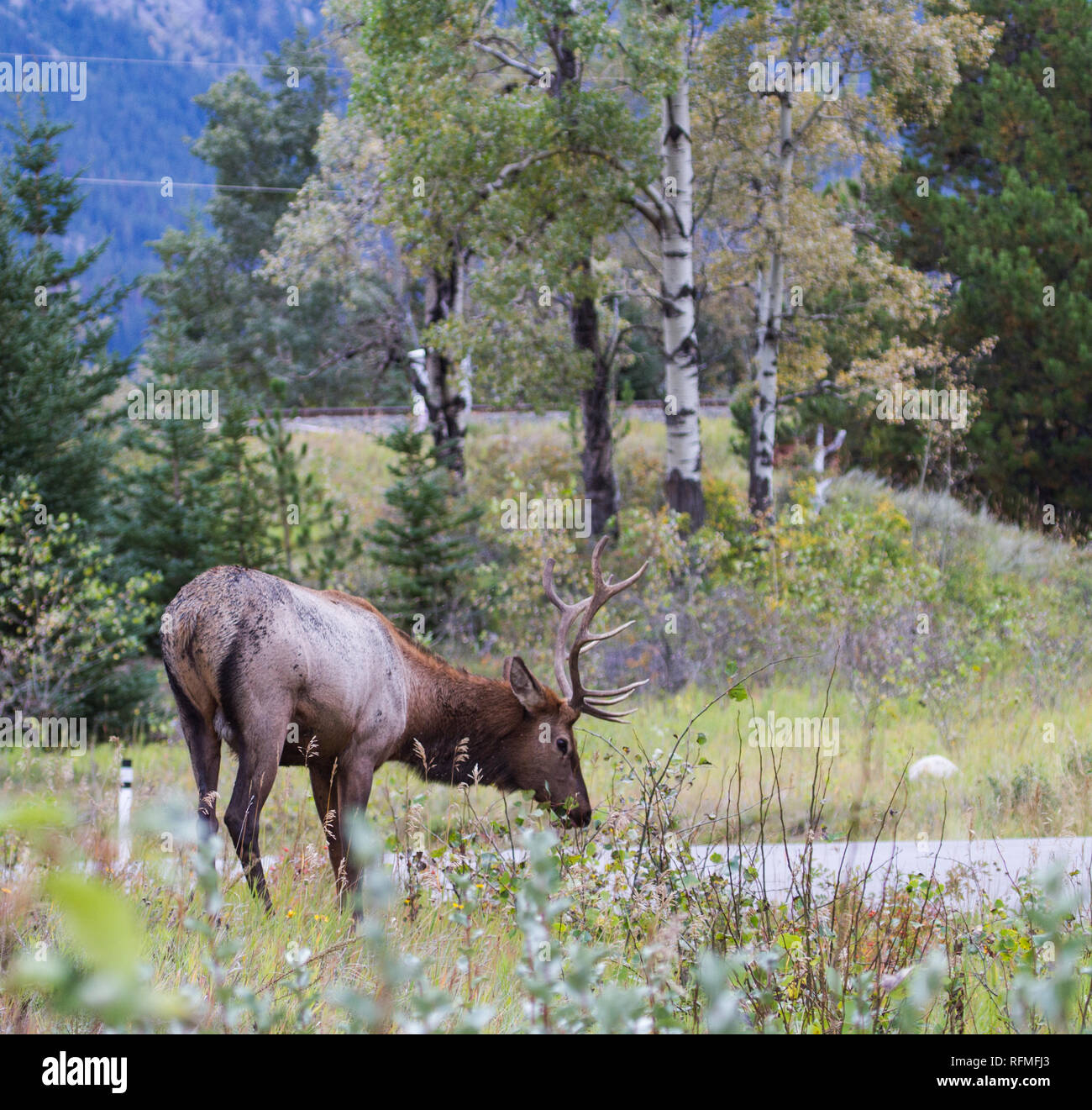 Young male elk grazing in Jasper National Park Stock Photo