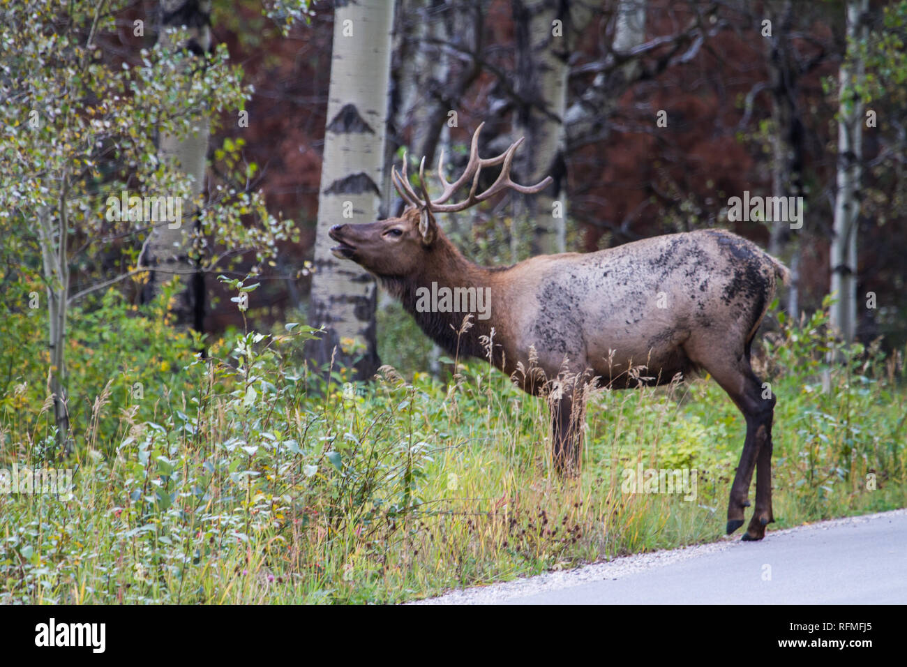 Young male elk scenting the air Stock Photo