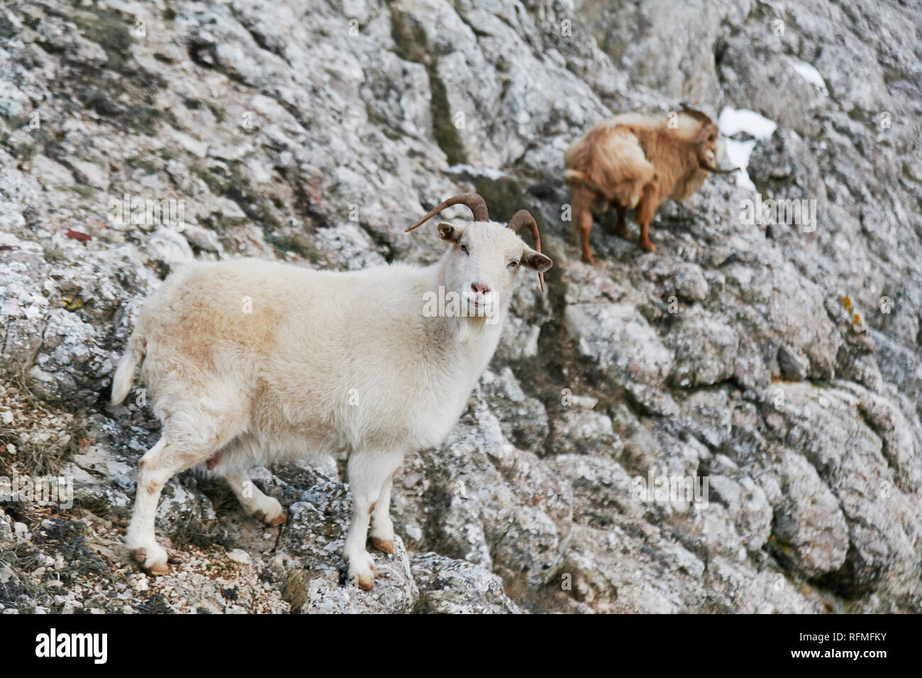 two wild mountain goats at climbing at grey rock Stock Photo - Alamy