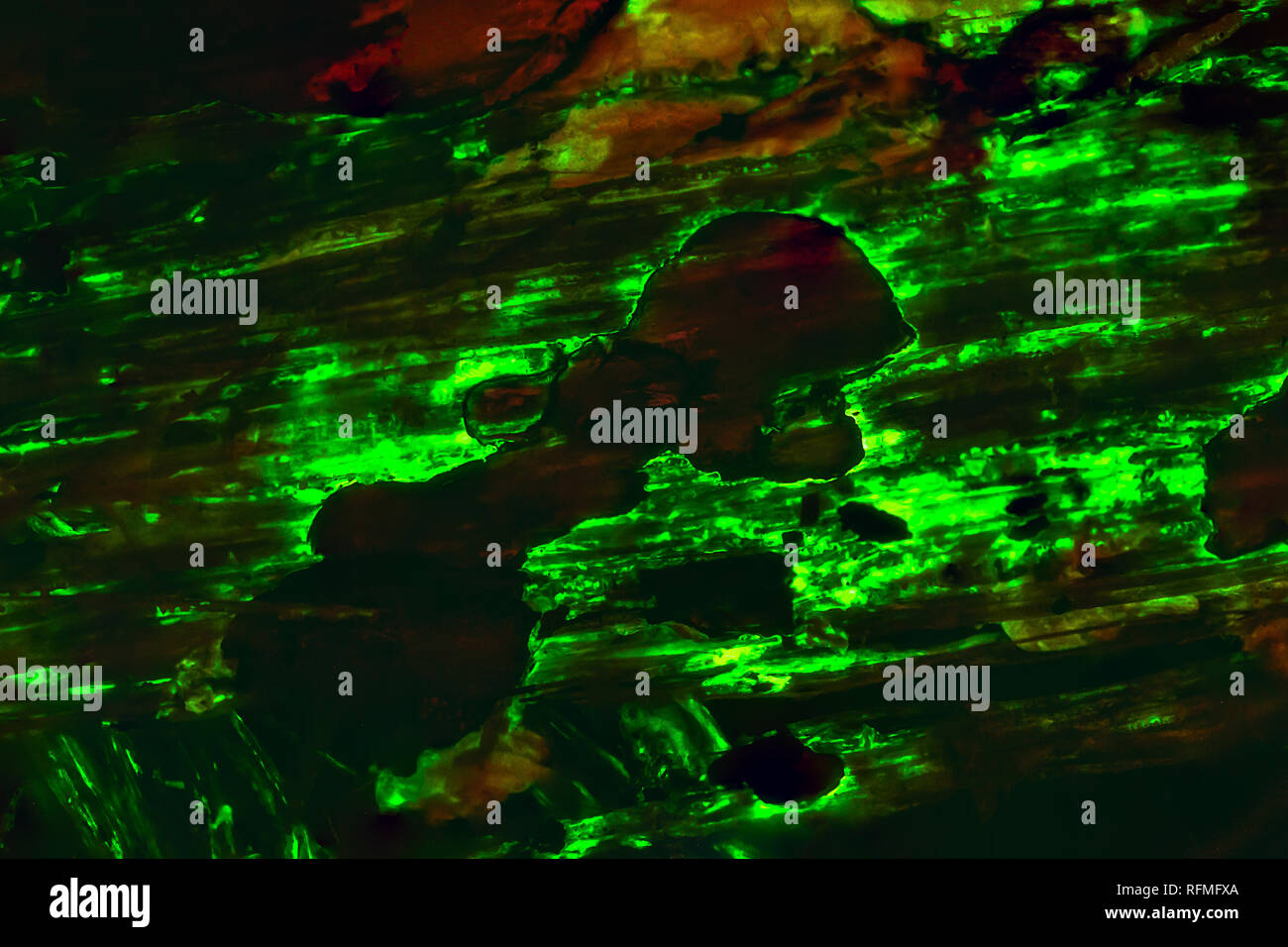 Bioluminescent mycelium hi-res stock photography and images - Alamy