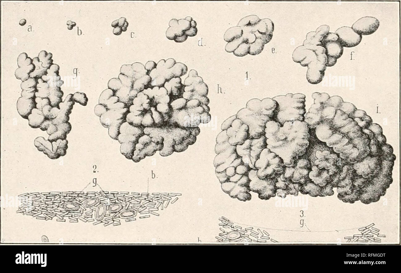 Microscope Yeast Bacteria - Micropedia