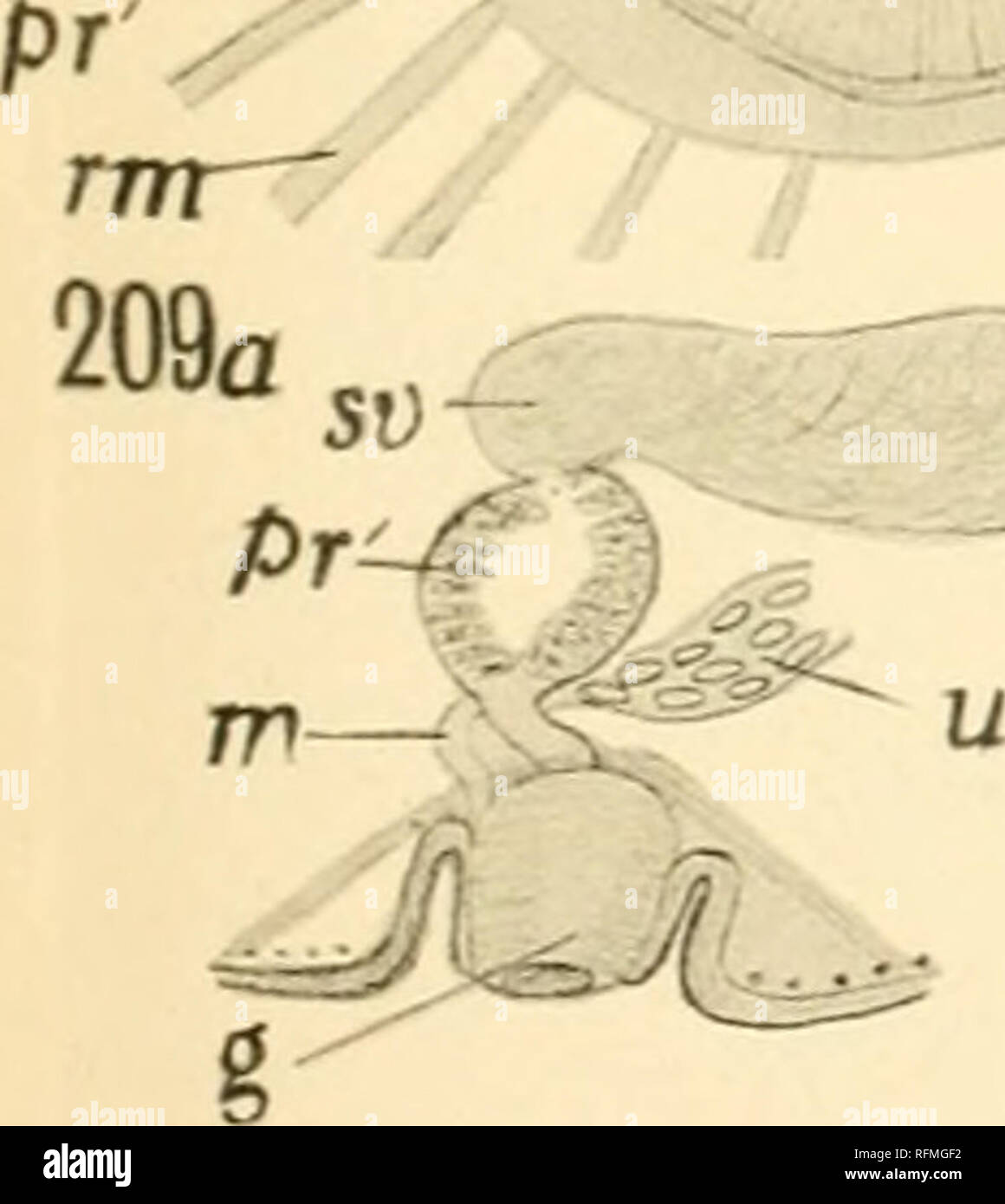 Carnegie Institution Of Washington Publication I C Sv A G St Yd Vg Yd M G A G U Sr A Quot Exp 9 Exv 911 Exv Cp Sv Ph Oe 210
