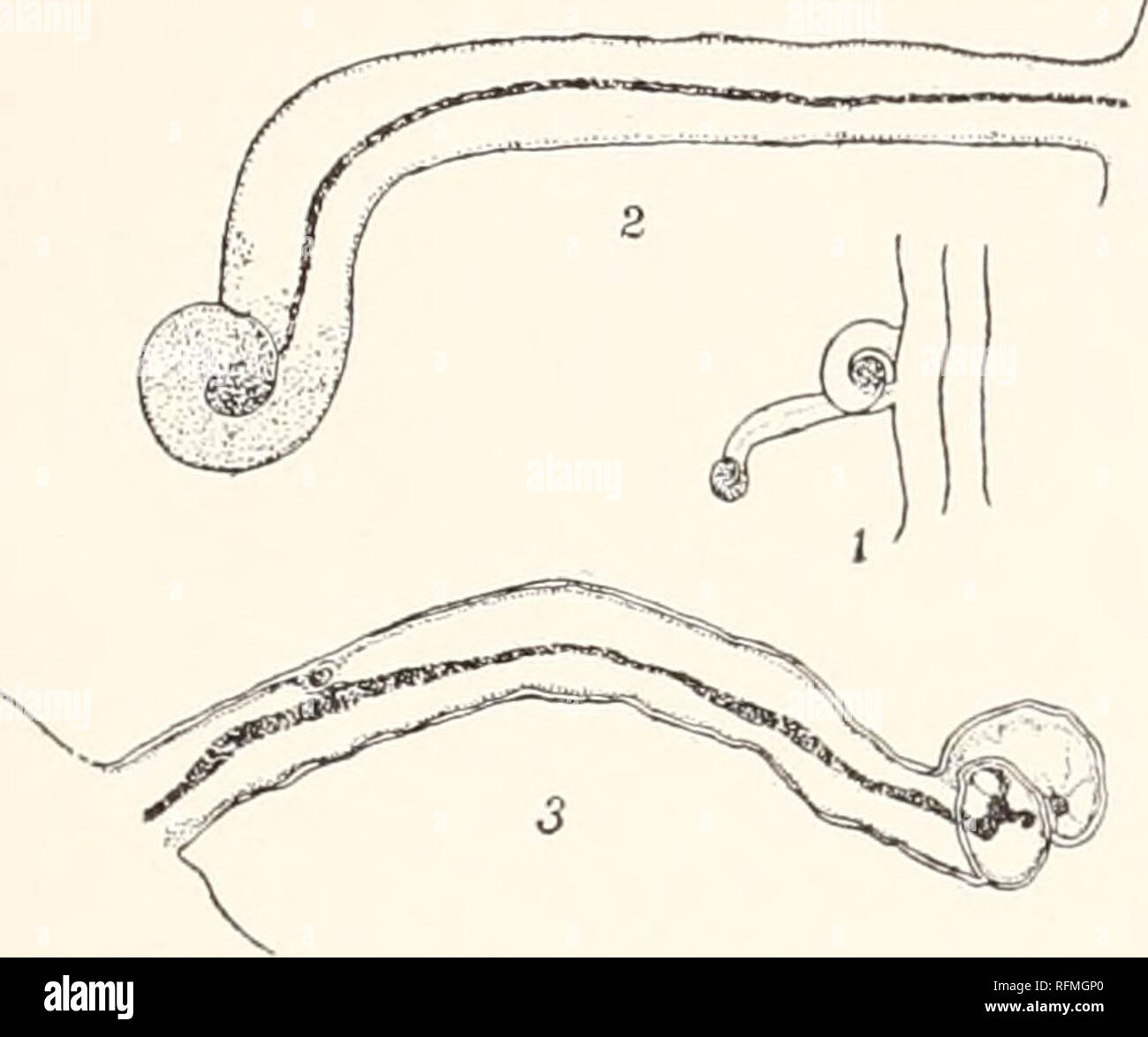 Massification Infections . Carnegie Institution of Washington publication. MASS-ACTION OF ...