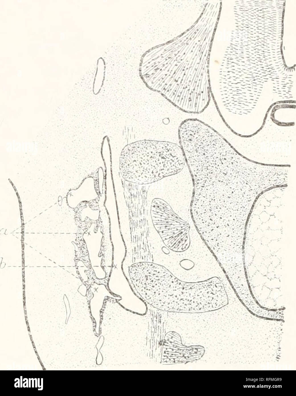 embyonic development of the loggerhead seaturtle embyonic development of the loggerhead seaturtle
