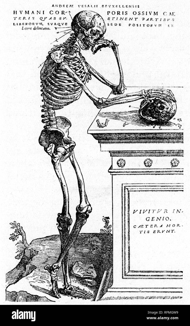 'The Skeleton Contemplates Mortality', 1543. By Andreas Vesalius (1514-64). Andreas Vesalius (1514-64) was a 16th-century Flemish anatomist, physician, and author of De Humani Corporis Fabrica (On the Fabric of the Human Body). Stock Photo