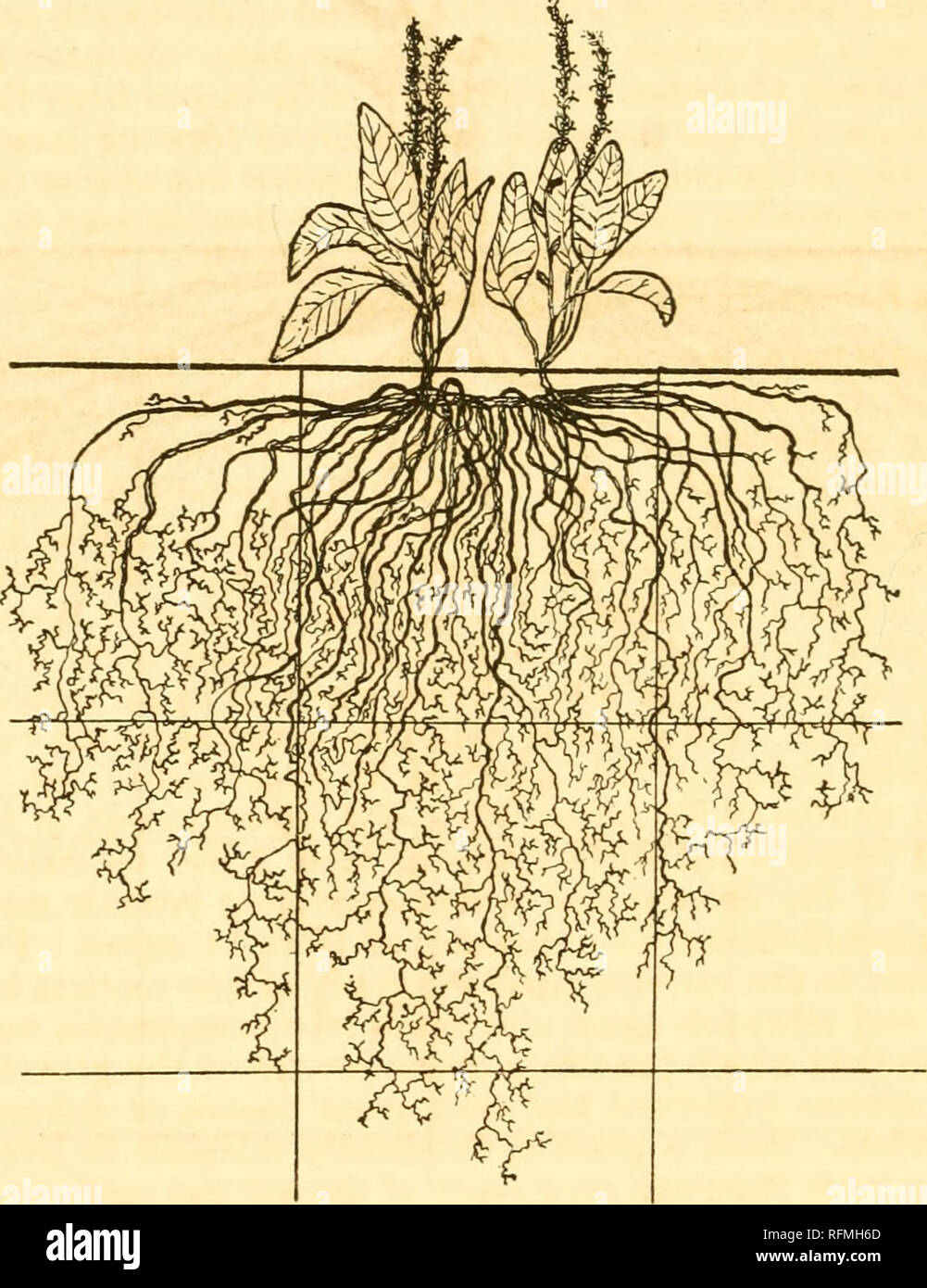 Grows From Rhizomes High Resolution Stock Photography and Images - Alamy Grows From Rhizomes High Resolution Stock Photography and Images - Alamy