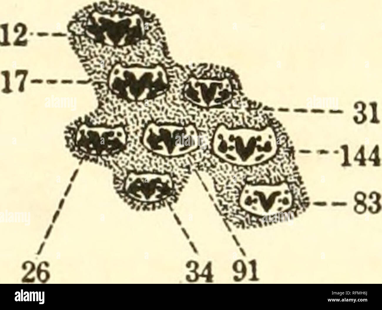 . Carnegie Institution of Washington publication. Total 1535. 838 Females. Fig. 119.—First census at Tlerra Blanca in 1907 showing condition in the popu- lation with regard to pronotal pattern.. 34 91 438 Males. 4--^ 81— 43 l# —103 ^^Cit&quot;219 29 87 Total 1059. 621 Females. Fig. 120.—Second census at Tlerra Blanca in 1907, showing condition In pro- notal pattern.. Please note that these images are extracted from scanned page images that may have been digitally enhanced for readability - coloration and appearance of these illustrations may not perfectly resemble the original work.. Carnegie Stock Photo
