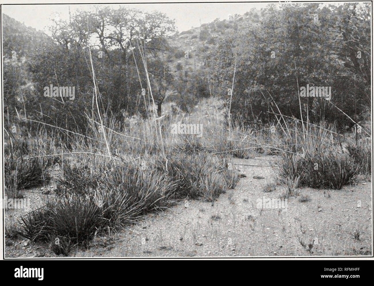 . Carnegie Institution of Washington publication. A. Heavy Carpet of Summer Herbaceous Vegetation on a Flood-plain at 5T000 feet. Solidago sparsiflora var. subcinerea, Monarda pectinata, Crotalaria lupnlina, and Sphceralcea sp.. B. Agave schottii in the Lower Encinal. Extensive areas between 4,200 and 5,400 feet are covered by this plant.. Please note that these images are extracted from scanned page images that may have been digitally enhanced for readability - coloration and appearance of these illustrations may not perfectly resemble the original work.. Carnegie Institution of Washington. W Stock Photo