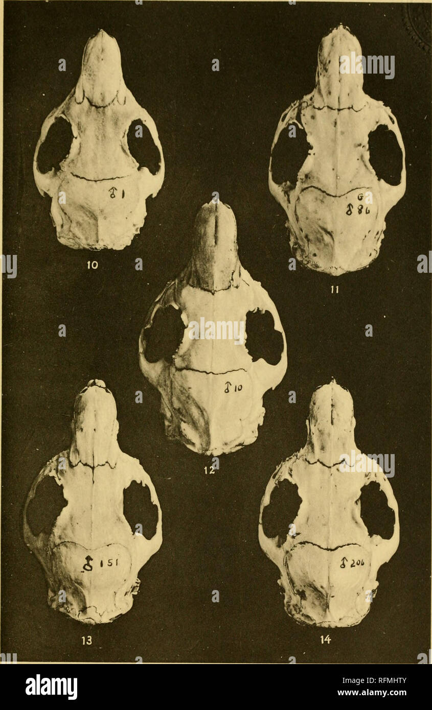 Carnegie Institution Of Washington Publication Detlefsen Photograph Of Aiaj H Skui Ls L A I Ariini Bpecibs Ainu Hvbrh S 10 R Original Wild Male Ancestor Of All 12 S Lo One Half Wild Hybrid Wild And Hybrid