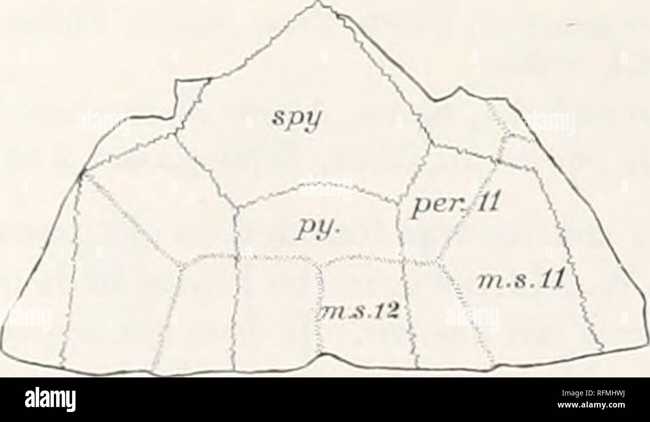 . Carnegie Institution of Washington publication. . 4(12. Figs. 461 and b2..—7errapene putnami?. fragments ot carapace. X §- Specimen in Vanderbilt University. 461. Left side of front of carapace, c. p. I, part of first costal plate; m. s. 2, m. 5. 3. m. s. 4, second, third, and fourth marginal scutes. 462. Rear of carapace, m. 5. 11, m. 5. 1 2. eleventh and twelfth marginal scutes; per. II, eleventh peripheral; py, p) gal; spy, suprapygal. as in T. Carolina. The hinder border of this pit is about 22 mm. behind the anterior border of the bone. Behind this comes the flat, rough, and perpendicu Stock Photo