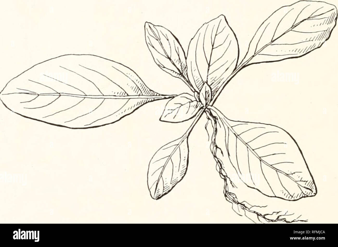 . Carnegie Institution of Washington publication. 68 MUTATIONS, VARIATIONS, AND RELATIONSHIPS OF THE OENOTHERAS. New Jersey.—Pine barrens, Miss Treat of Vineland, 1871, &quot;wild.&quot; This has a flower that when expanded must have measured nearly 10 cm. in diameter, the petals being 5 cm. long and over, but the bud is stouter and heavier than O. grandiflora and has'more the char- acter of that of O. lamarckiana. It might be interesting to know whether it still survives in the pine barrens. Maine.—Orono. M. L. Fernald, July 17, 1892. A specimen with very much the appear- ance of Oenothera ru Stock Photo