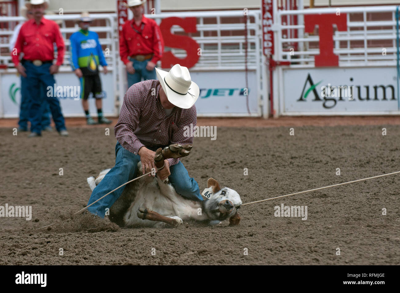 Cowboy And Calf In Tie Down Roping Race At Calgary Stampede Calgary Alberta Canada Stock Photo Alamy