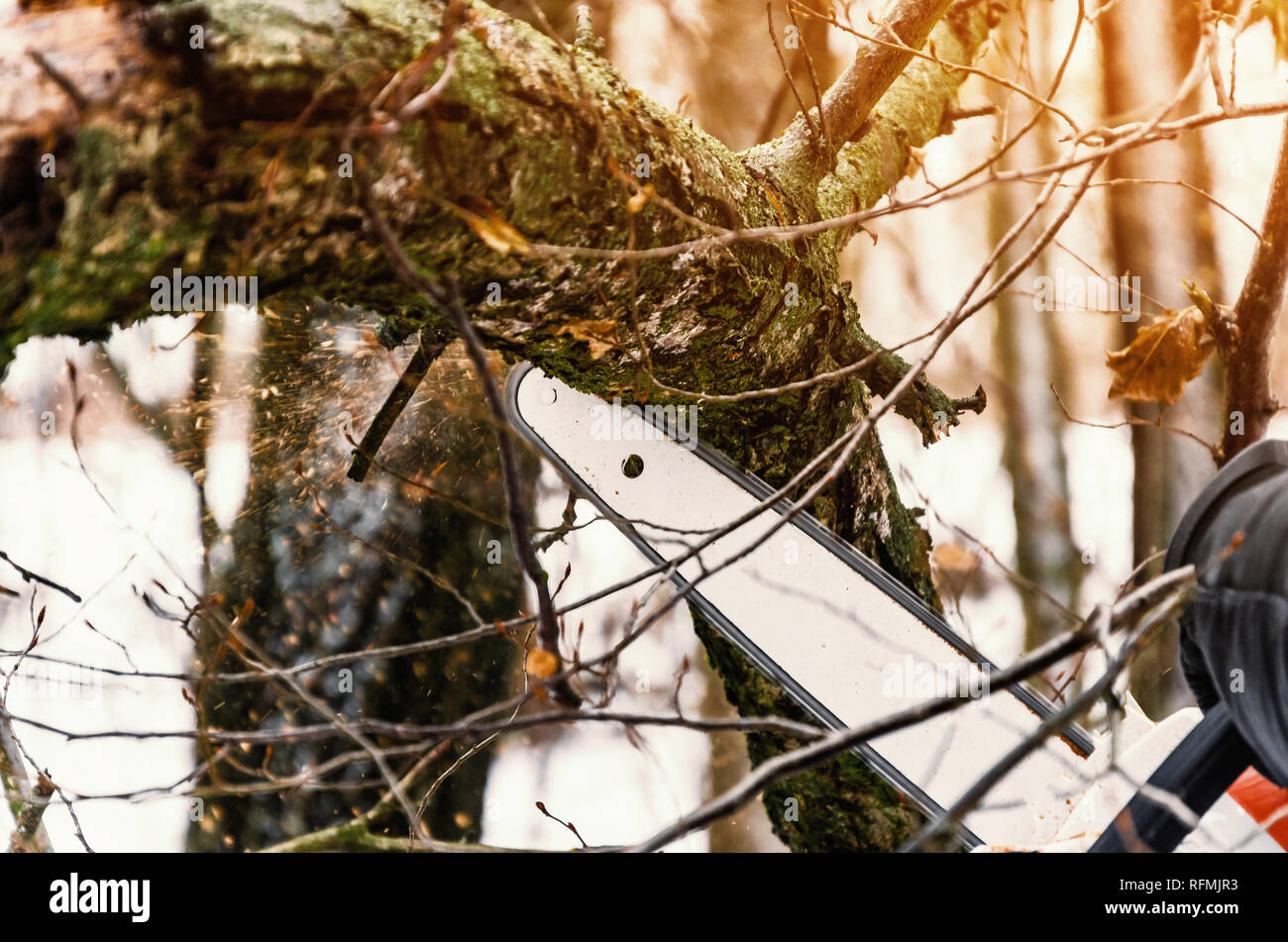 Chain Saw Saw Cuts A Log In The Forest Forest Clearing
