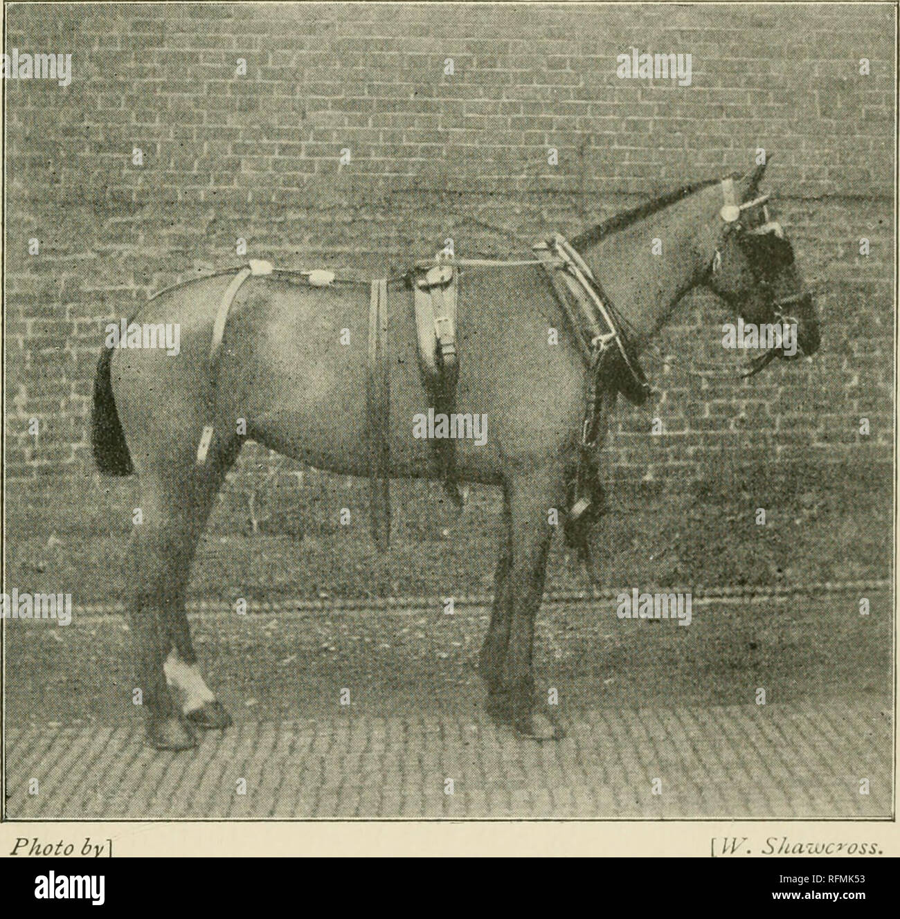 The Care Of Horses A Book For All Who Have Practical Charge Of Horses Horses A Day S Work In The Stable 21 Wound The Former Way Of Padding Only Increases