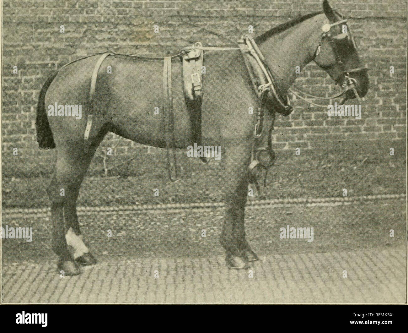 The Care Of Horses A Book For All Who Have Practical Charge Of Horses Horses A Day S Work In The Stable 17 At His Mouth With A Curse Or A