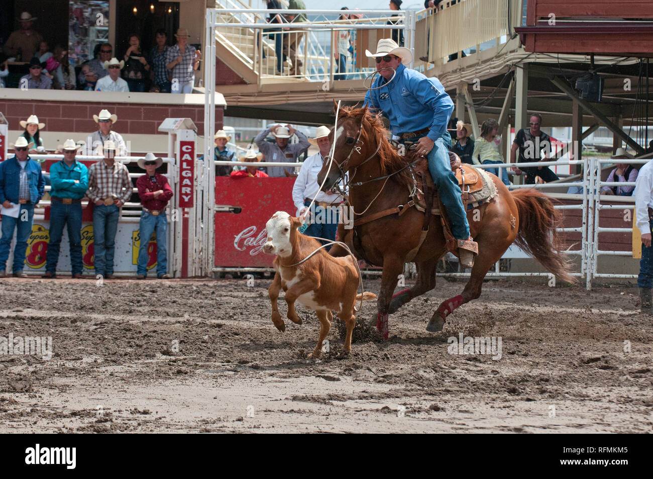 Cowboy and calf in tie-down roping race at Calgary Stampede, Calgary, Alberta, Canada Stock Photo